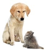 Kissantaposta elinkautinen.