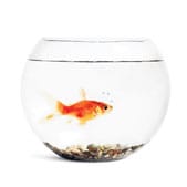 Uusi lumilauta näyteikkunassa.