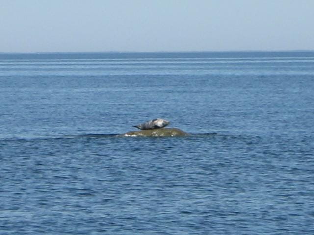 Hylje lämmittelemässä...