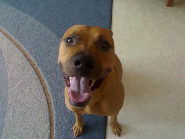 Ei korvia, ei korvia, ei häntää laisinkaan...