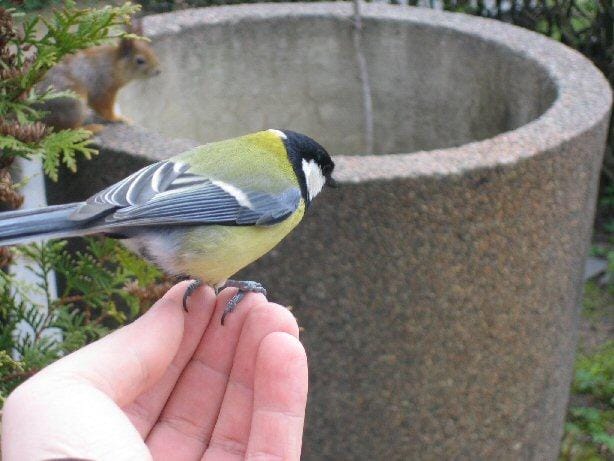 Rakastunut tintti ja utelias kurre