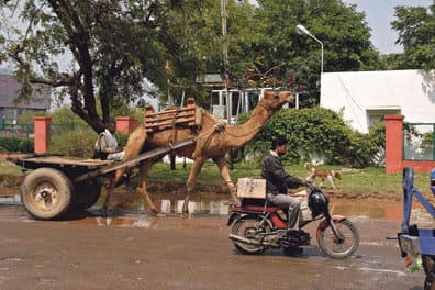 Timo Kiippa kohtasi intilaisella tiellä kamelin, lehmän, apinan ja norsuja. Tööt!