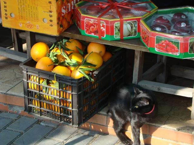 Hedelmäpuodin kissi