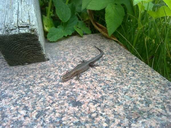 vuosien tauon jälkeen bongasin sisiliskon