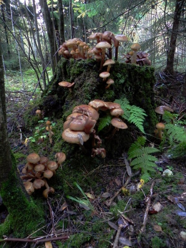 Sienireissun saalista