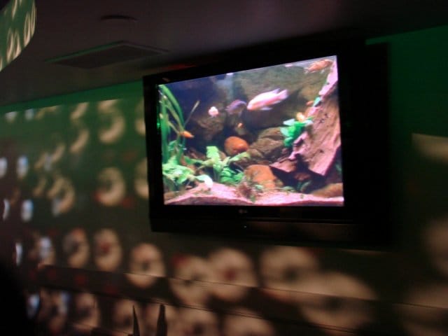 Humlegårdenin "akvaario"