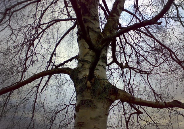 Kiipeä puuhun, siitä tulee hyvälle mielelle.