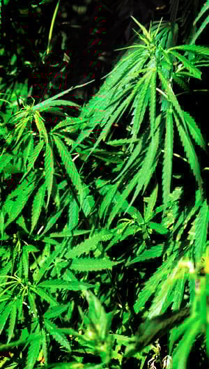 Kannabiksen kotikasvatus on lisääntynyt viime vuosina myös Suomessa.