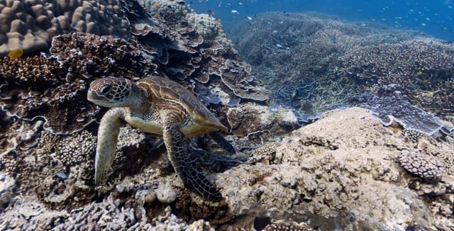 Great Barrier Reefillä polskuttelee kilpikonna.
