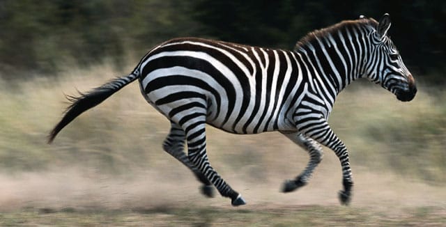 Seeprakin lähti Adidaksen lakimiehiä karkuun.