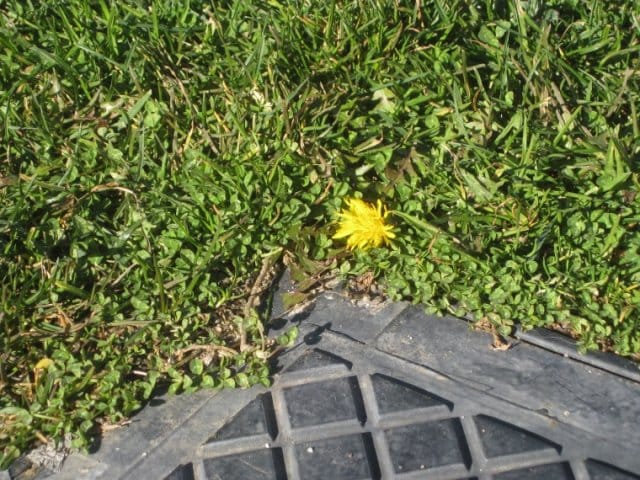 Kevään ensimmäinen leskenlehti Madridissa.