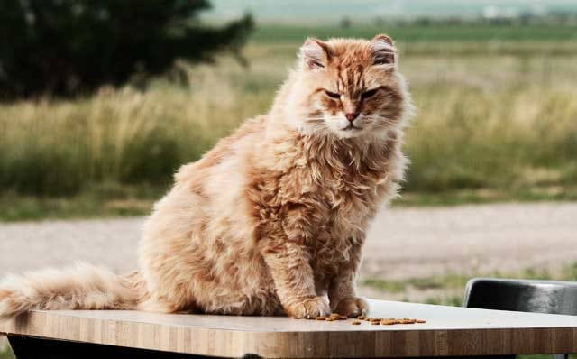 Siihen se on nostettu.