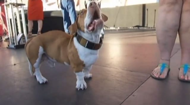 Maailman rumimmaksi koiraksi tituleerattu Walle on todellisuudessa varsin sympaattisen näköinen.