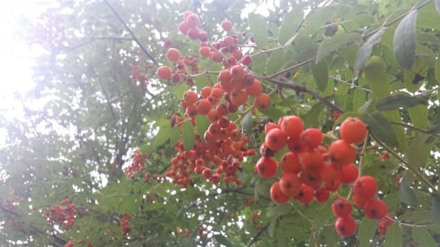 Pihlajanmarjat ovat jo kovaa vauhtia kypsymässä.