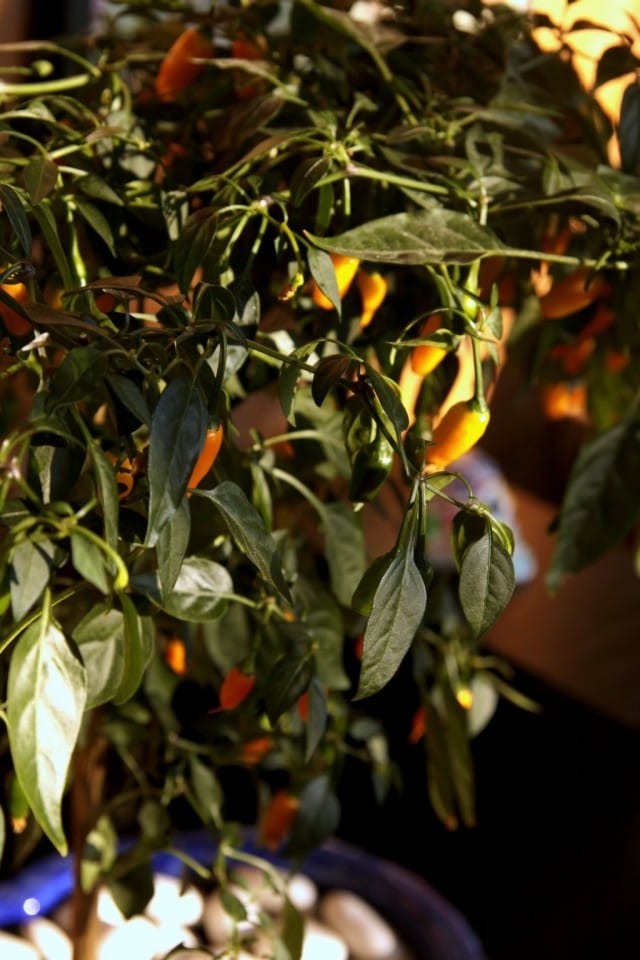 Chilejä kaikkialla! Muut lahjat esittelen myöhemmin :) Ja toivottavasti tämänkin puun vaiheista lisää!