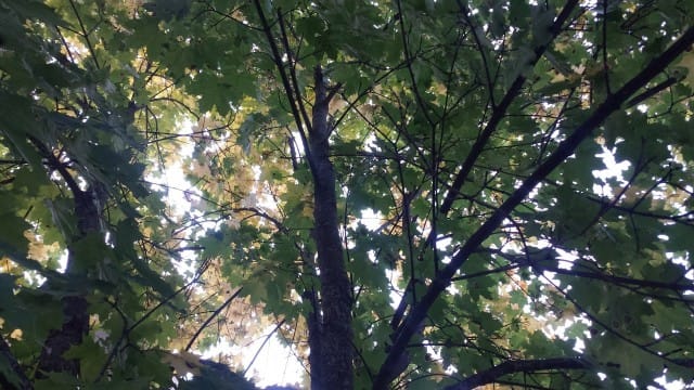 Mitä laajemmin osaat ymmärtää ihmisyyttä ja mitä monipuolisemmin osaat huomioida ja hyväksyä muut, sitä onnellisempi olet.