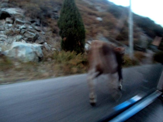 Tyypillinen kirgisialainen vastaantulija tieliikenteessä.