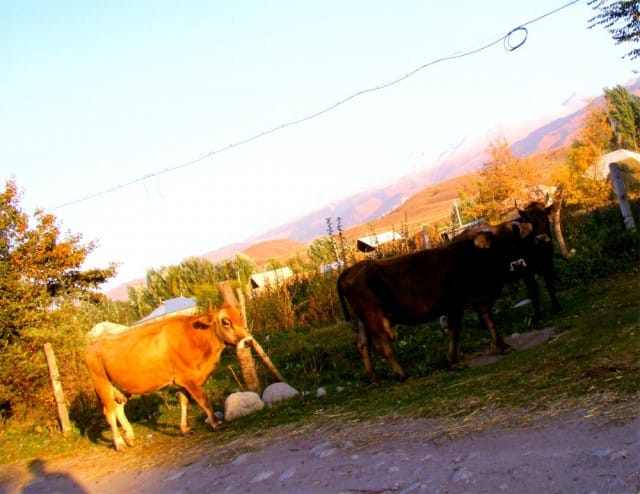 Uudet ystävät. Eivät olleet moksiskaan ihmisistä. Tämä siis kylän "pääkadulla".