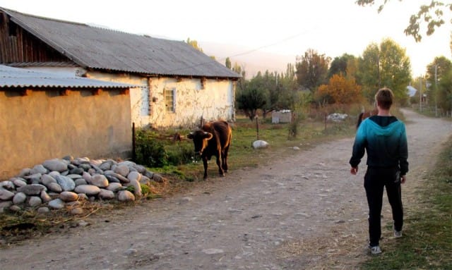Pakollinen minä ja härkä-kuva