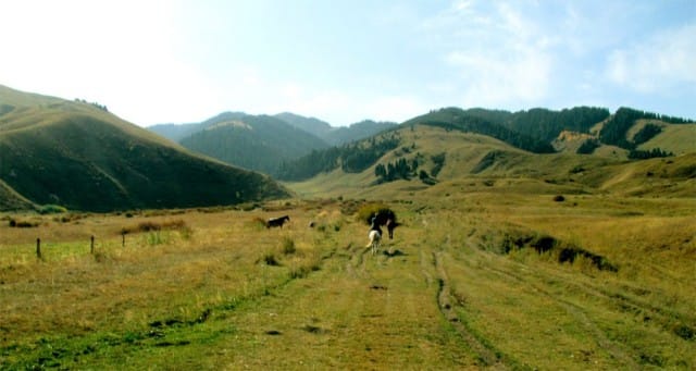 Vasemmalla villihevonen ihmettelemässä kesytettyjä lajitovereitaan.