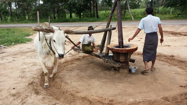 Öljyä puristetaan irti pähkinöistä. Tätä ympyrää 2 tuntia joka aamu. Tee työtä jolla on tarkoitus.