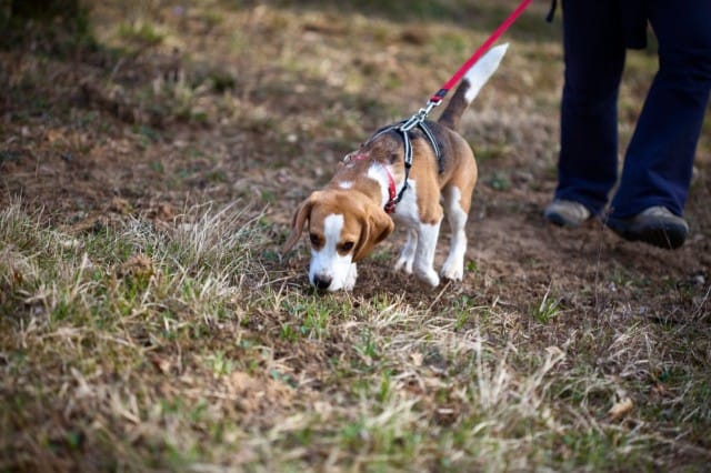 Kuvan koira ei liity tapaukseen.