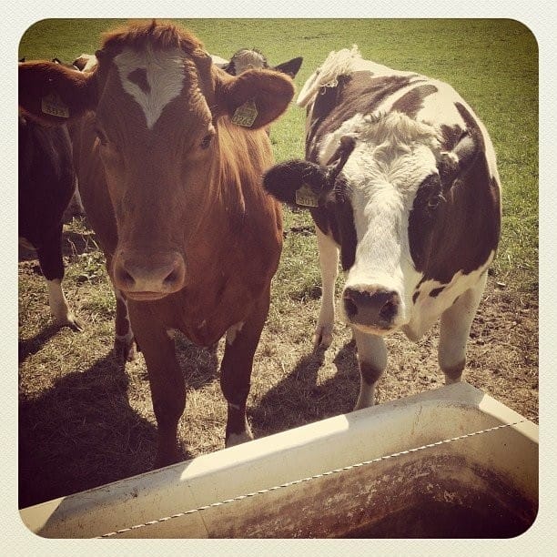 Hyvin konseptoitu sinkkutapahtuma on kaukana karjamarkkinasta!