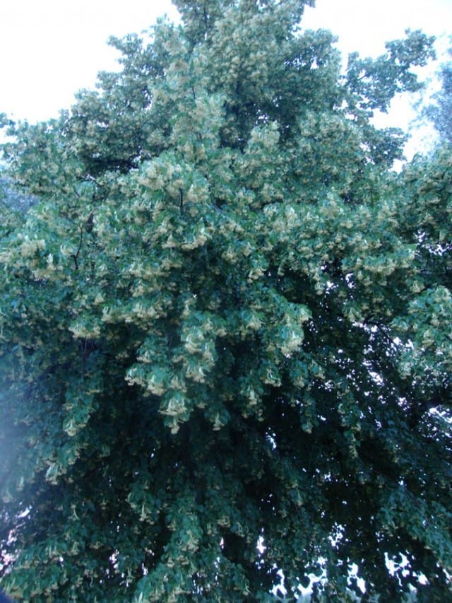 Kaksi vanhaa puuta sateen pieksämää. Katsoo kevääseen, seisoo erillään. Ja kestää joka tuulen ja sään.