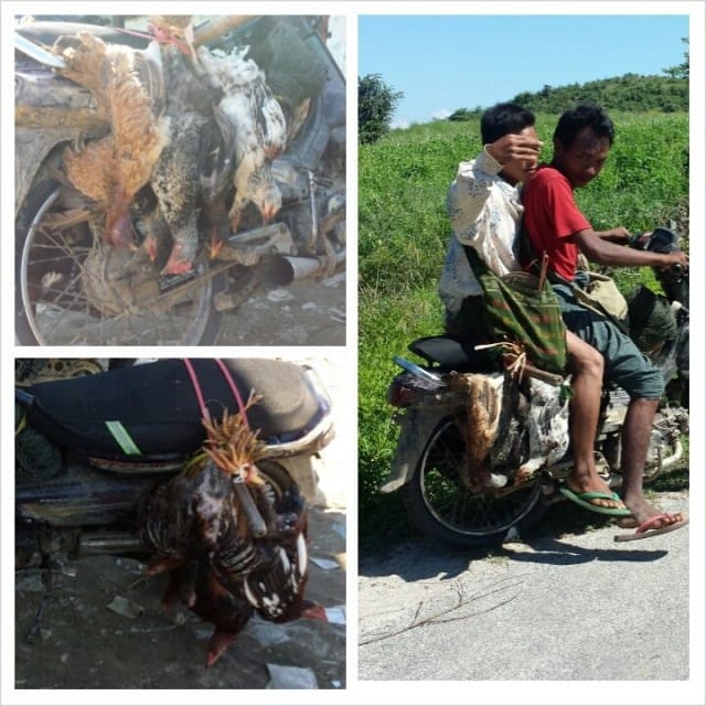 Suomessa on ihanaa kun ruoka on hygienista. Kuvassa elävien kanojen kuljetusta moottoripyörällä Myanmarissa.