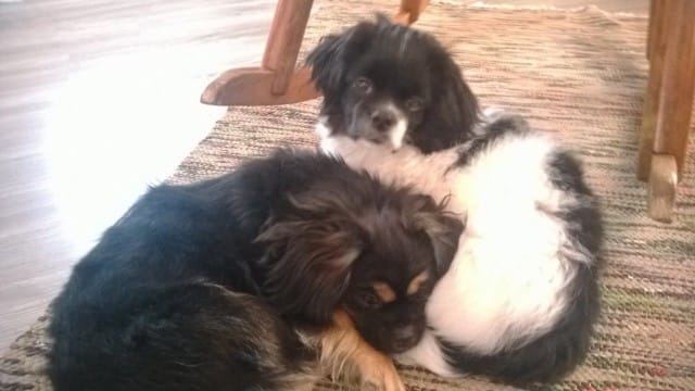 Osatappa joku päivä rakastaa yhtä ehdoitta kuin nämä kaksi. Siinä haastetta kerrakseen.