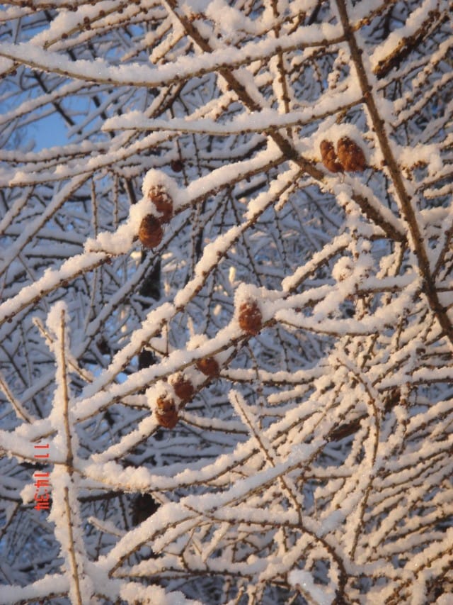 Lunta tulvillaan on raikas talvisää. Talvi ja puhtaus on yksi Suomen erityispiirteistä. Nauttikaamme talvesta.