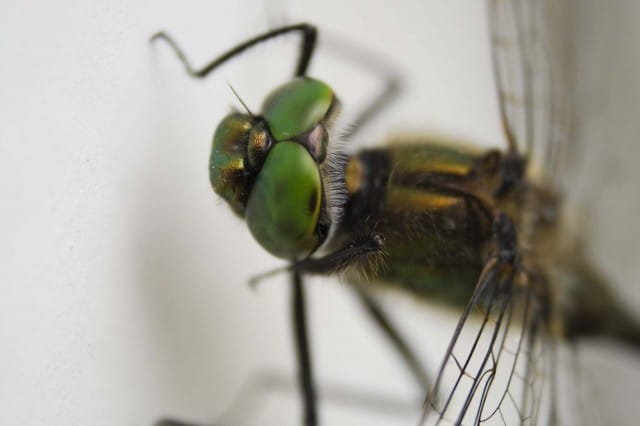 et voi piiloutua minulta