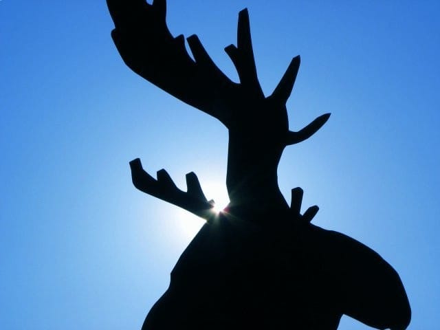Hirvi. Kuva: Easternblot / Flickr