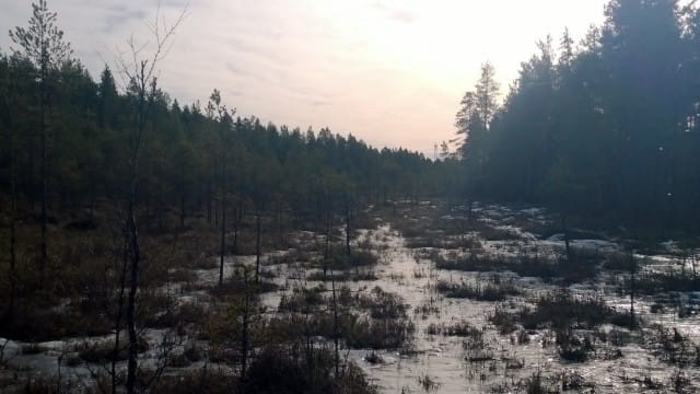Kuin keväinen aurinko, kiitollisuus tuo elämääni valonsäteitä, joita kasvussani tarvitsen.