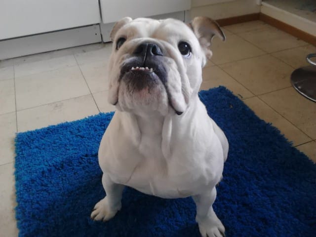 Kääpiövirtahepo ?