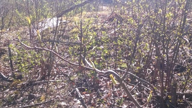 Karussakin maastossa rakkaus versoo, synnyttäen uutta.