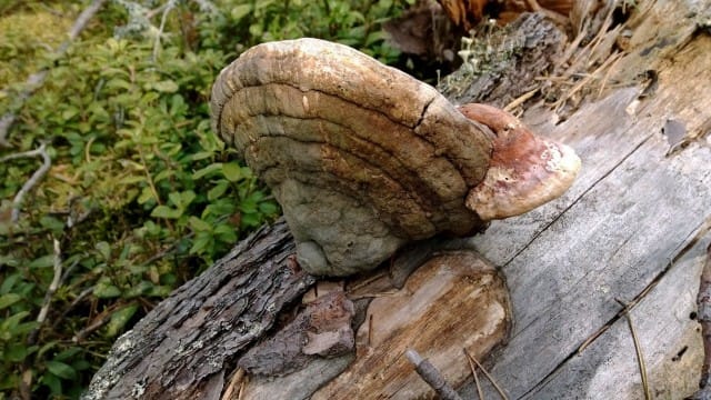 Elämä kohdallani esittäytyy monessa kohden varsin rumalla tavoin kauniina.