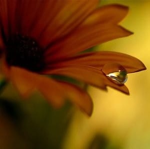 Tuomitseeko kukaan kastehelmeä tai kukkaa "liian jonkinlaiseksi" tai "riittämättömän jonkinlaiseksi"?