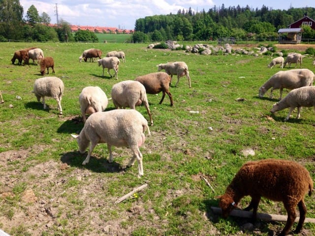 Haltialan kotieläintila kuuluu myös Keskuspuiston alueeseen.