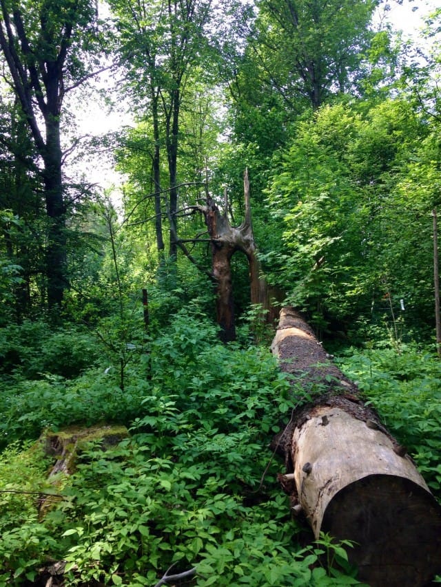 Niskalan puulajipuiston helmiä.