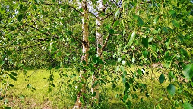 Elämä tavallisimmillaan on täynnä pieniä hyvä asioita