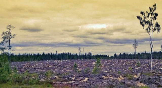 Taistelun tauottua, luonto alkaa versoa uutta elämää.