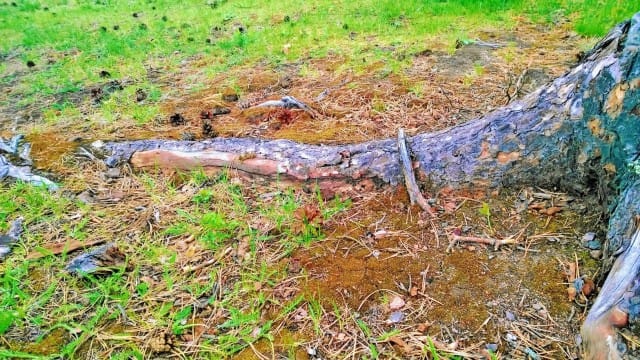 Nöyryyden juurten uloittuessa syvälle raittiiseen maaperään, ihmeellisiä asioita tapahtuu.