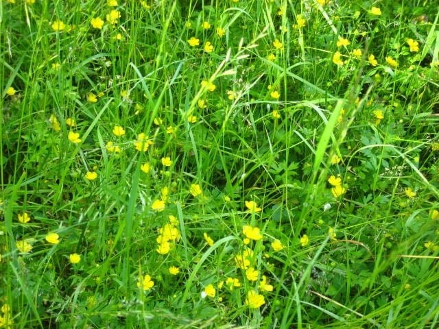 Pikkuruisia aurinkoja