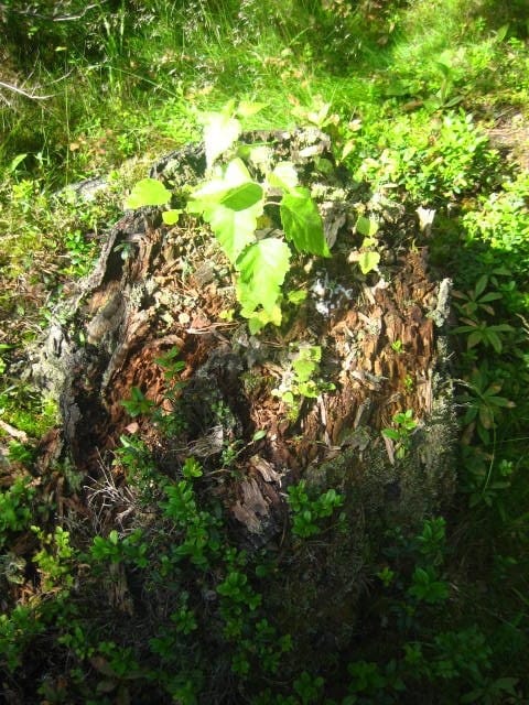 Vanhasta versoo uutta.