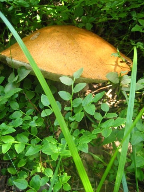 Oranssi ja varmaan päivän paras saalis.