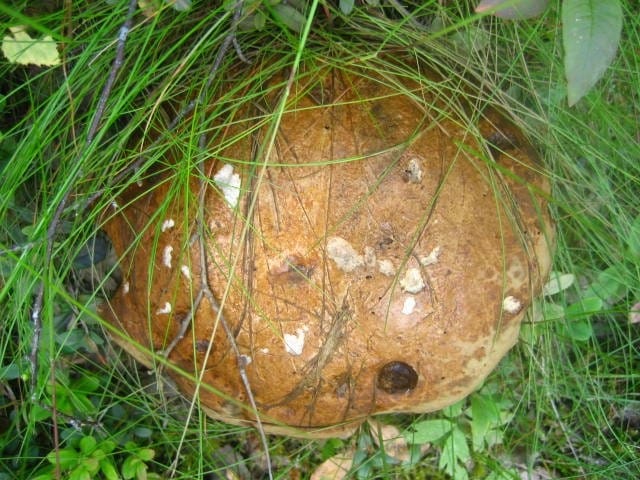 Arvokas vanha herra. Oli sisältäpäin parempikuntoinen.