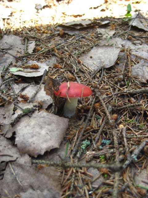 Pieni punapää. Ei ollut pippurinen.