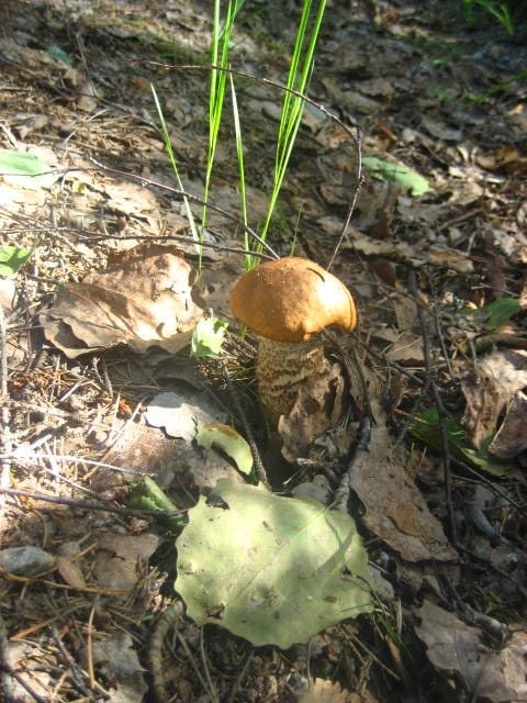 Nuori ja tanakka. Kyllä kelpasi mukaan!