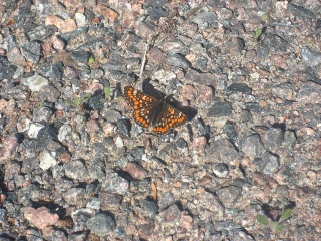 Tämä kaunotar porhalteli ja ihan poseerasikin. <3